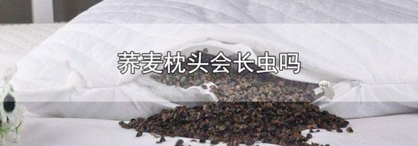 荞麦枕头会长虫吗
