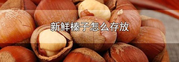 新鲜榛子怎么存放
