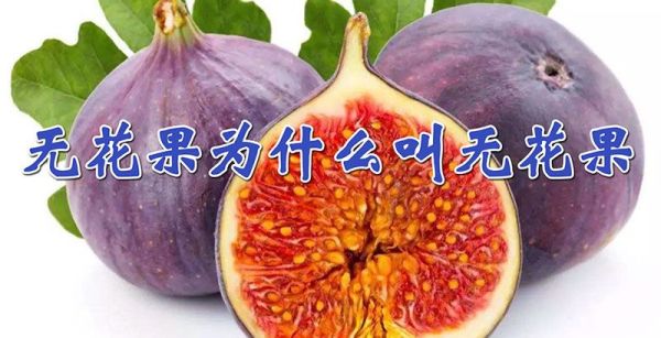 无花果为什么叫无花果