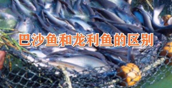 巴沙鱼和龙利鱼的区别