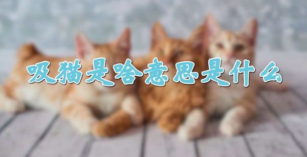 吸猫是啥意思是什么