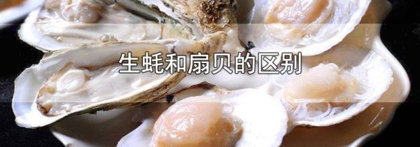 生蚝和扇贝的区别