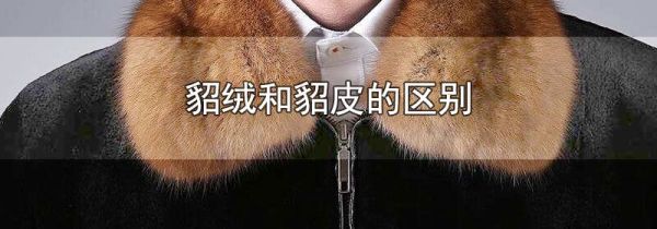 貂绒和貂皮的区别