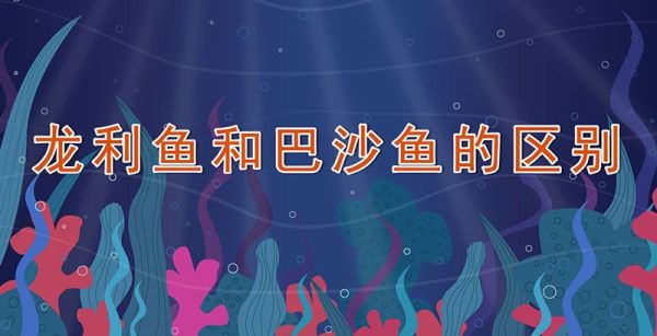 龙利鱼和巴沙鱼的区别