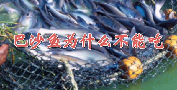 巴沙鱼为什么不能吃