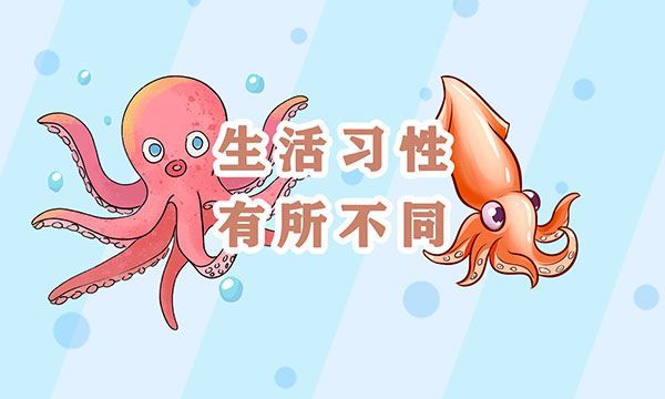 章鱼和鱿鱼的区别