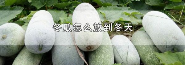 冬瓜怎么放到冬天