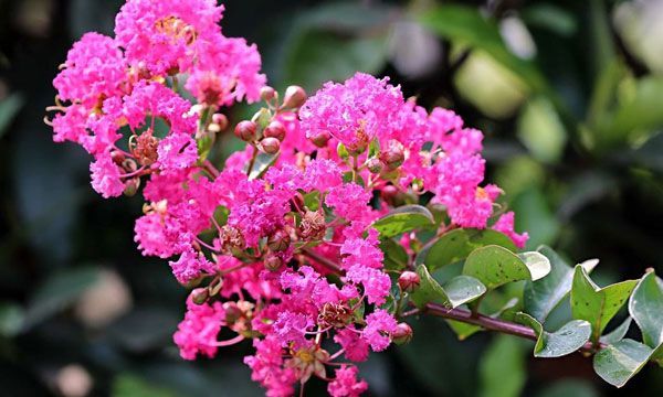 痒痒树的学名叫什么