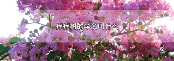 痒痒树的学名叫什么