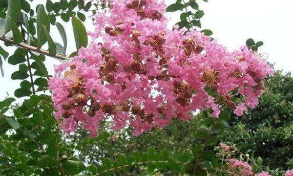 痒痒树的学名叫什么