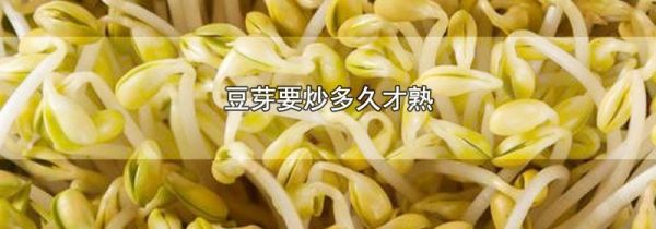 豆芽要炒多久才熟
