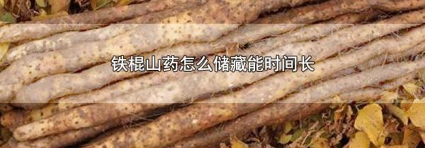 铁棍山药怎么储藏能时间长