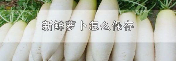 新鲜萝卜怎么保存