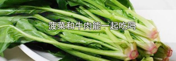 菠菜和牛肉能一起吃吗