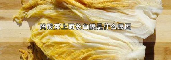 腌酸菜上面长白膜是什么原因