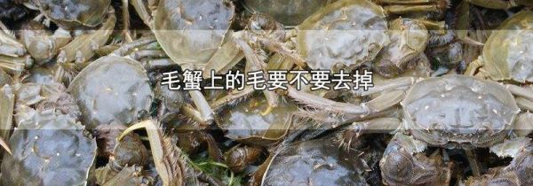 毛蟹上的毛要不要去掉
