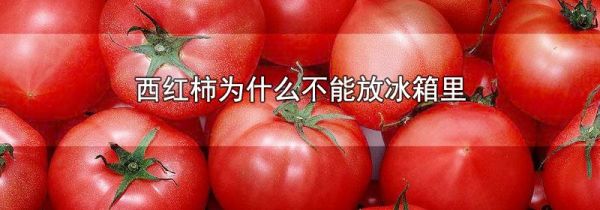 西红柿为什么不能放冰箱里