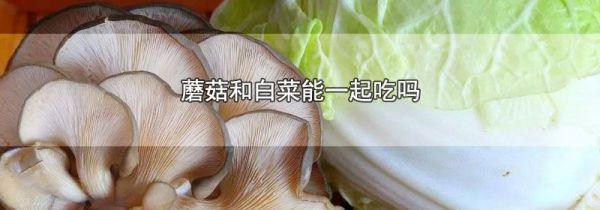 蘑菇和白菜能一起吃吗