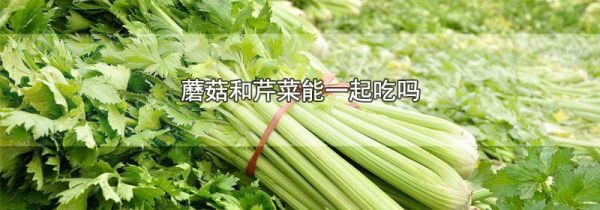 蘑菇和芹菜能一起吃吗