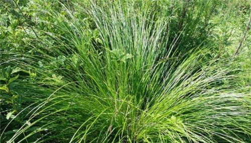 东北三宝是指哪三宝?