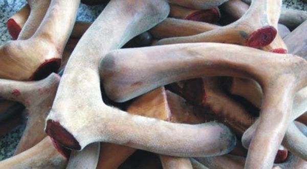 东北三宝是指哪三宝?