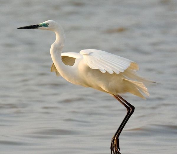 白鹭是几级保护动物？