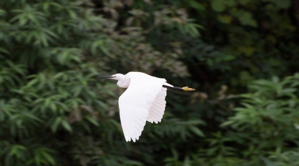 白鹭是几级保护动物？