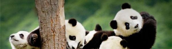 大熊猫生活在什么地方?
