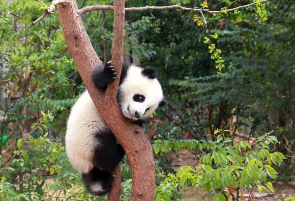大熊猫生活在什么地方?