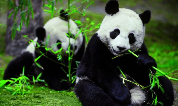 大熊猫生活在什么地方?