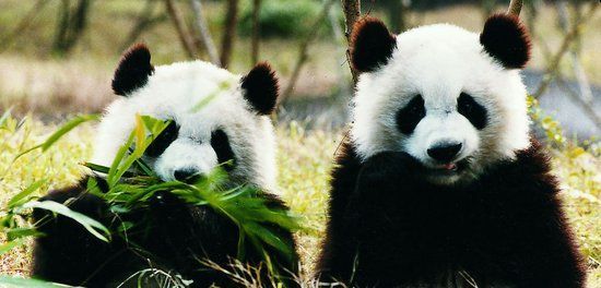 大熊猫生活在什么地方?