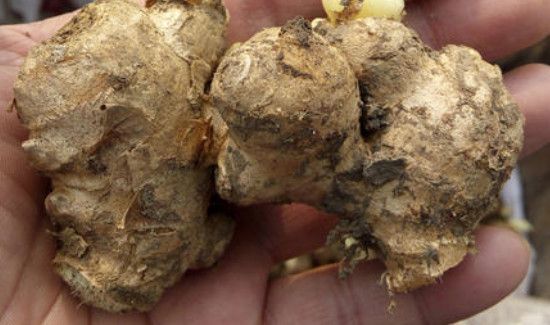 新鲜带泥生姜如何保存