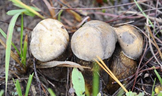 菌和什么不能一起吃