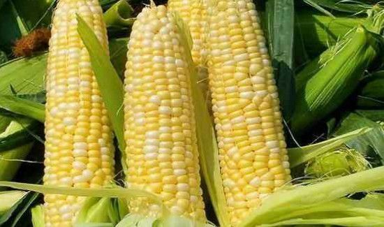 吃完玉米可以喝牛奶吗