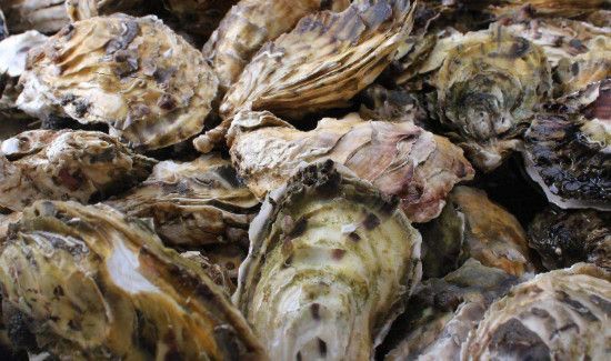 买了一箱生蚝怎么保存