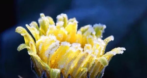 立冬,送你最美诗词,静静观赏难得意境