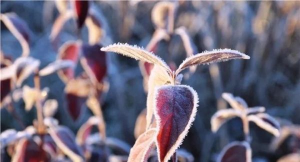 立冬,送你最美诗词,静静观赏难得意境