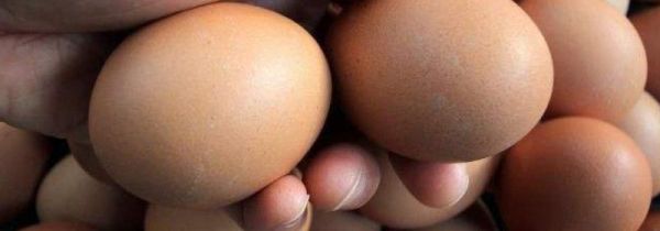 早上可以吃鸡蛋吗