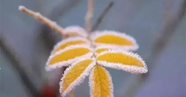 立冬,送你最美诗词,静静观赏难得意境