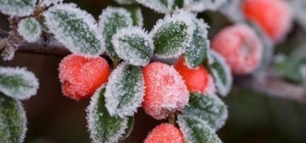 立冬,送你最美诗词,静静观赏难得意境