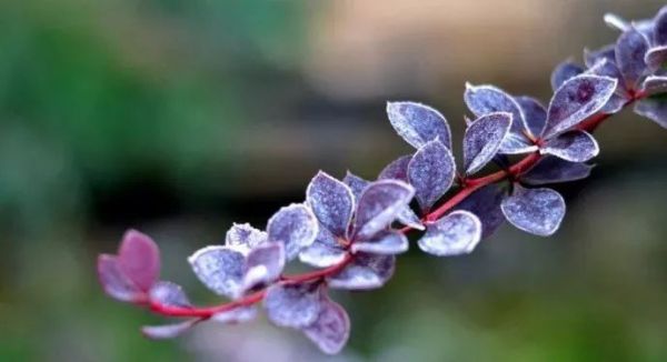 立冬,送你最美诗词,静静观赏难得意境