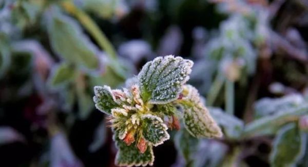 立冬,送你最美诗词,静静观赏难得意境