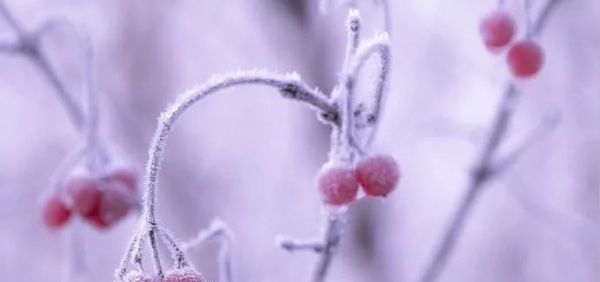 立冬,送你最美诗词,静静观赏难得意境