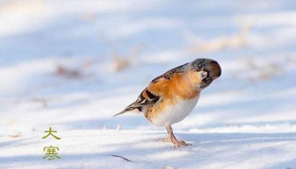 小寒和大寒的区别,哪个更冷?