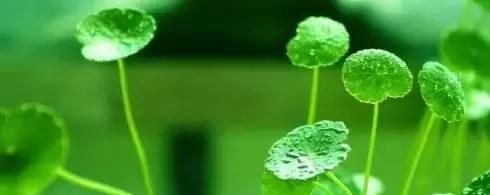 谷雨,雨生百谷,勿要带病入夏