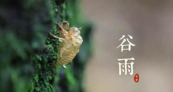 谷雨,雨生百谷,勿要带病入夏