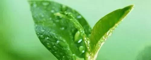 谷雨,雨生百谷,勿要带病入夏