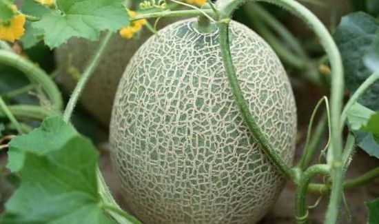 隔夜哈密瓜放冰箱能吃吗