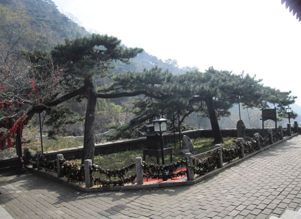 松树命是什么意思？