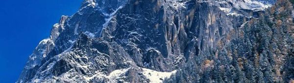 松树命是什么意思？